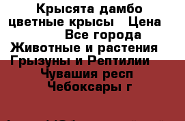 Крысята дамбо цветные крысы › Цена ­ 250 - Все города Животные и растения » Грызуны и Рептилии   . Чувашия респ.,Чебоксары г.